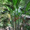 Heliconia bihai x caribaea Hot Rio Nights