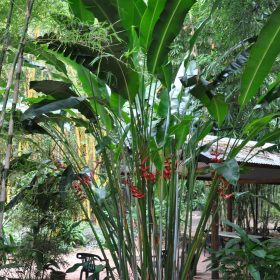Heliconia bihai x caribaea Hot Rio Nights