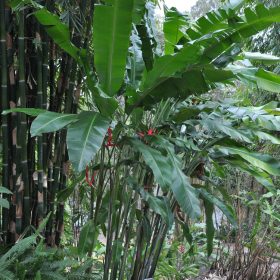 Heliconia bihai x caribaea Hot Rio Nights