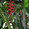 Heliconia bihai x caribaea Hot Rio Nights