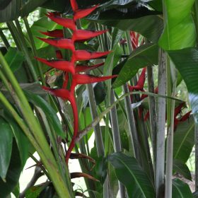 Heliconia bihai x caribaea Hot Rio Nights