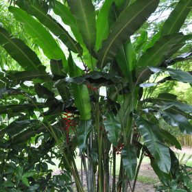 Heliconia bihai x caribaea Hot Rio Nights