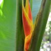 Heliconia bihai x caribaea Jacquinii