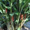 Heliconia bihai x caribaea Kawauchi