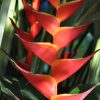 Heliconia bihai x caribaea Kawauchi