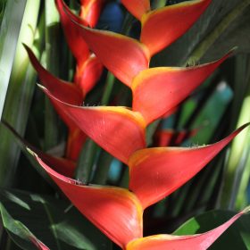Heliconia bihai x caribaea Kawauchi