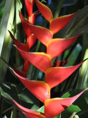 Heliconia bihai x caribaea Kawauchi