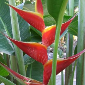 Heliconia bihai x caribaea Kawauchi