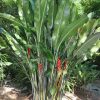 Heliconia bihai x caribaea Kawauchi