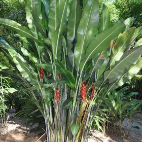 Heliconia bihai x caribaea Kawauchi