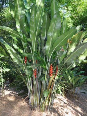 Heliconia bihai x caribaea Kawauchi