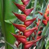 Heliconia bihai x Caribaea Richmond Red
