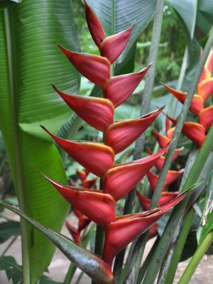 Heliconia bihai x Caribaea Richmond Red