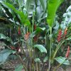 Heliconia bihai x Caribaea Richmond Red