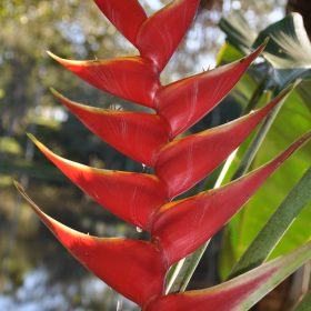 Heliconia bihai x Caribaea Richmond Red