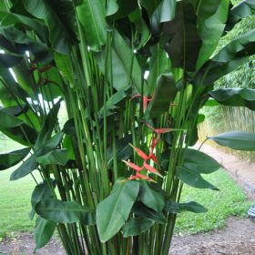 Heliconia bihai x marginata Rauliniana