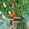 Heliconia bihai x marginata Rauliniana