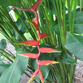 Heliconia bihai x marginata Rauliniana