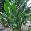Heliconia bihai x marginata Rauliniana