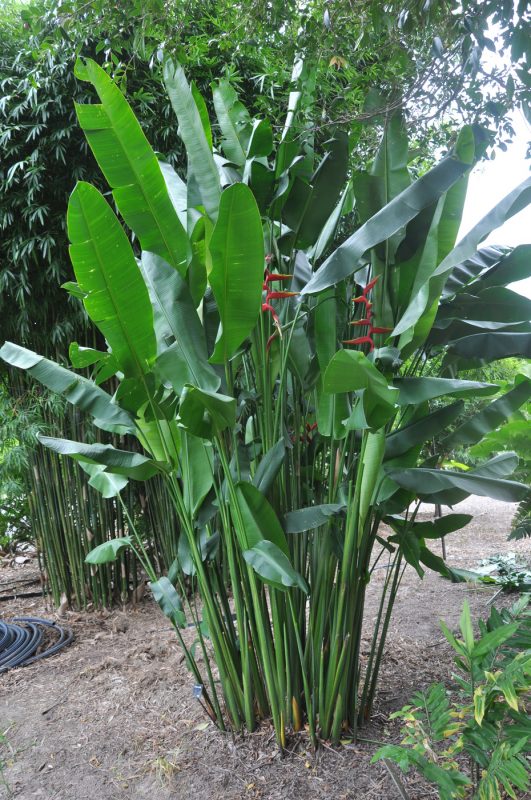 Cây Cảnh Nhà Xanh