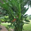 Heliconia bihai x marginata Rauliniana