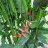 Heliconia bihai x marginata Rauliniana