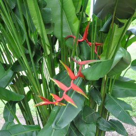 Heliconia bihai x marginata Rauliniana