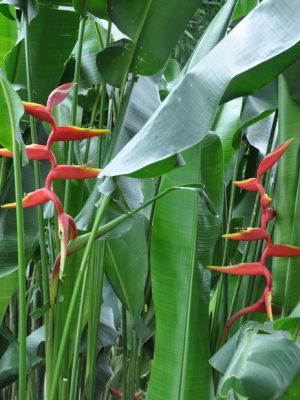 Heliconia bihai x marginata Rauliniana