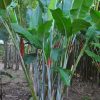 Heliconia caribaea Barbados Flat