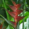 Heliconia caribaea Black Magic