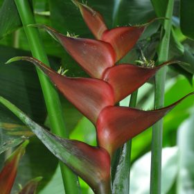 Heliconia caribaea Black Magic