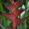 Heliconia caribaea Black Magic