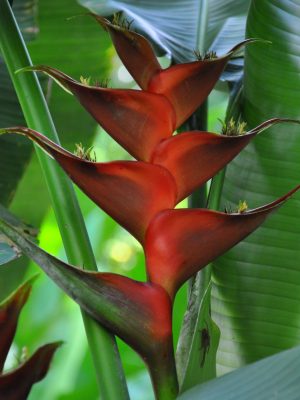Heliconia caribaea Black Magic