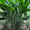 Heliconia caribaea Black Magic