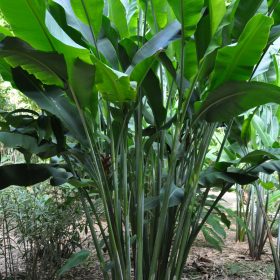 Heliconia caribaea Black Magic