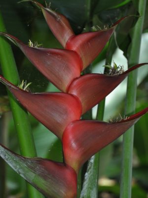 Heliconia caribaea Black Magic