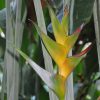Heliconia caribaea Bonnie Kline