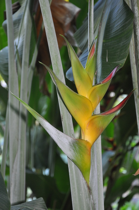 Heliconia caribaea Bonnie Kline - Cây Cảnh Nhà Xanh