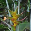 Heliconia caribaea Bonnie Kline