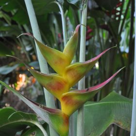 Heliconia caribaea Bonnie Kline
