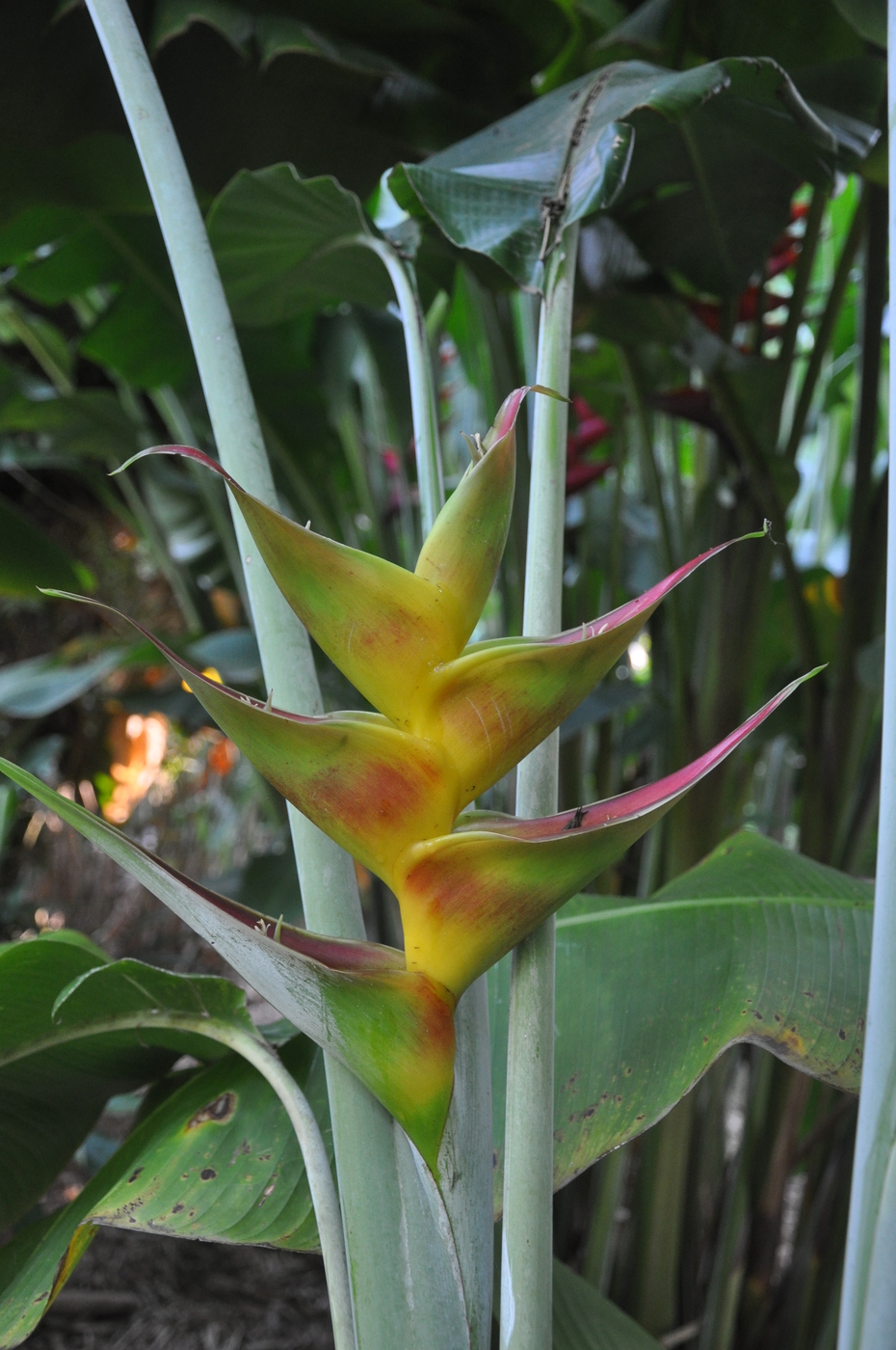 Heliconia caribaea Bonnie Kline - Cây Cảnh Nhà Xanh