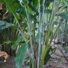 Heliconia caribaea Bonnie Kline