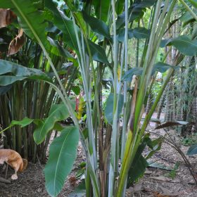 Heliconia caribaea Bonnie Kline