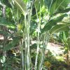Heliconia caribaea Gold