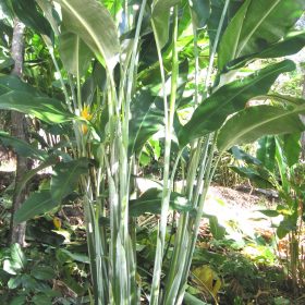 Heliconia caribaea Gold