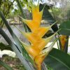 Heliconia caribaea Gold