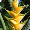 Heliconia caribaea Gold