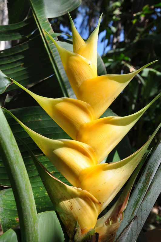 Cây Cảnh Nhà Xanh