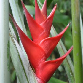 Heliconia caribaea Purpurea