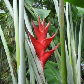 Heliconia caribaea Purpurea